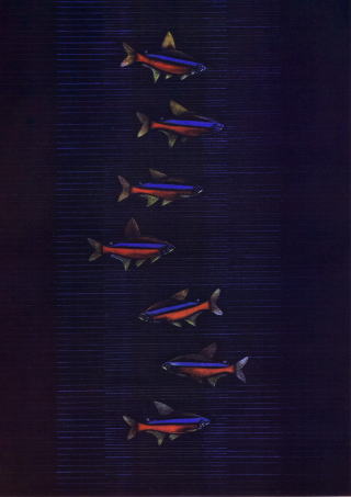 加山又造　熱帯魚　1988年　絵画（銅版画）作品